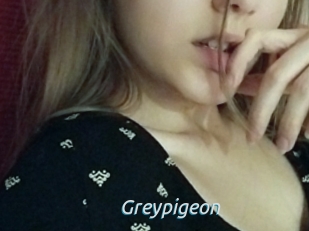 Greypigeon