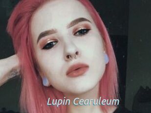 Lupin_Cearuleum